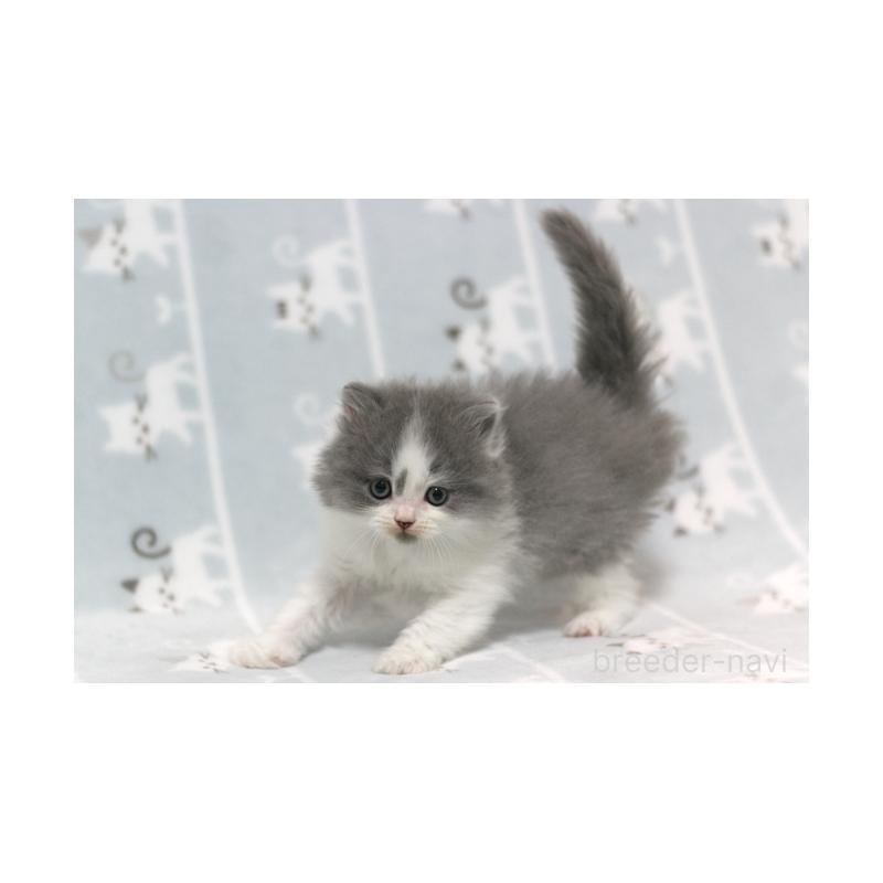 販売中の群馬県のミヌエット-131392の4枚目