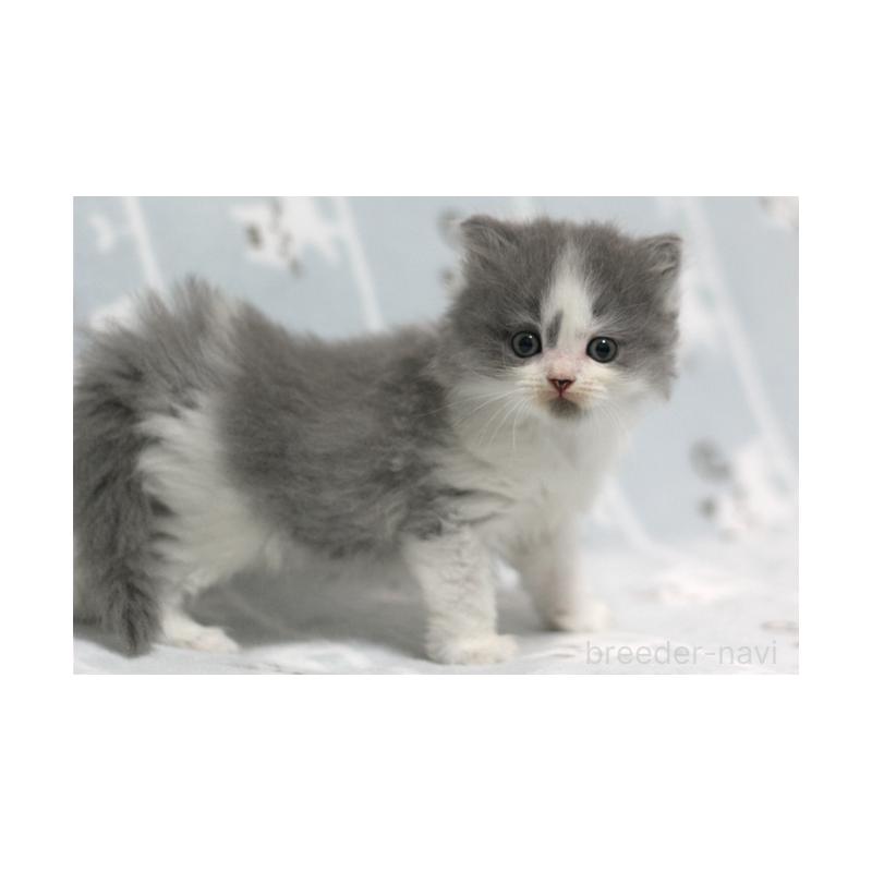 販売中の群馬県のミヌエット-131392の3枚目