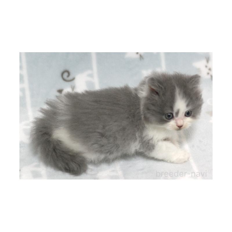 販売中の群馬県のミヌエット-131392の2枚目