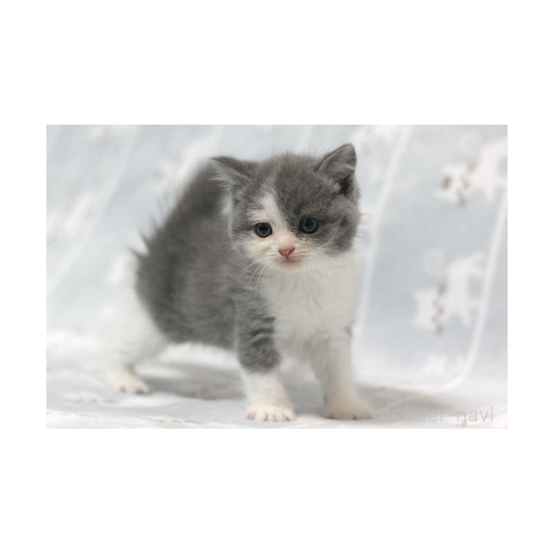 販売中の群馬県のミヌエット-131393の5枚目