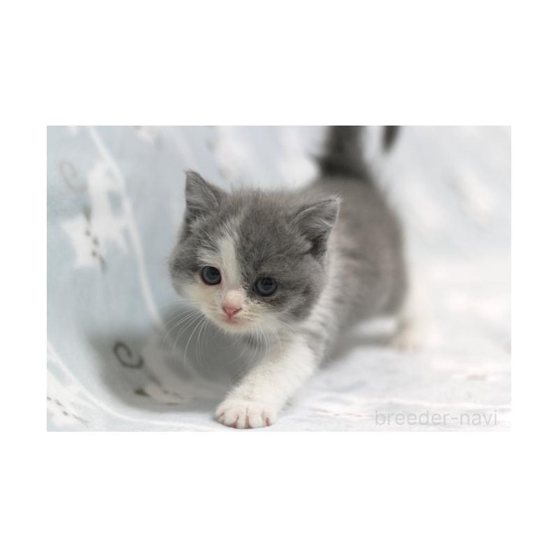 販売中の群馬県のミヌエット-131393の4枚目