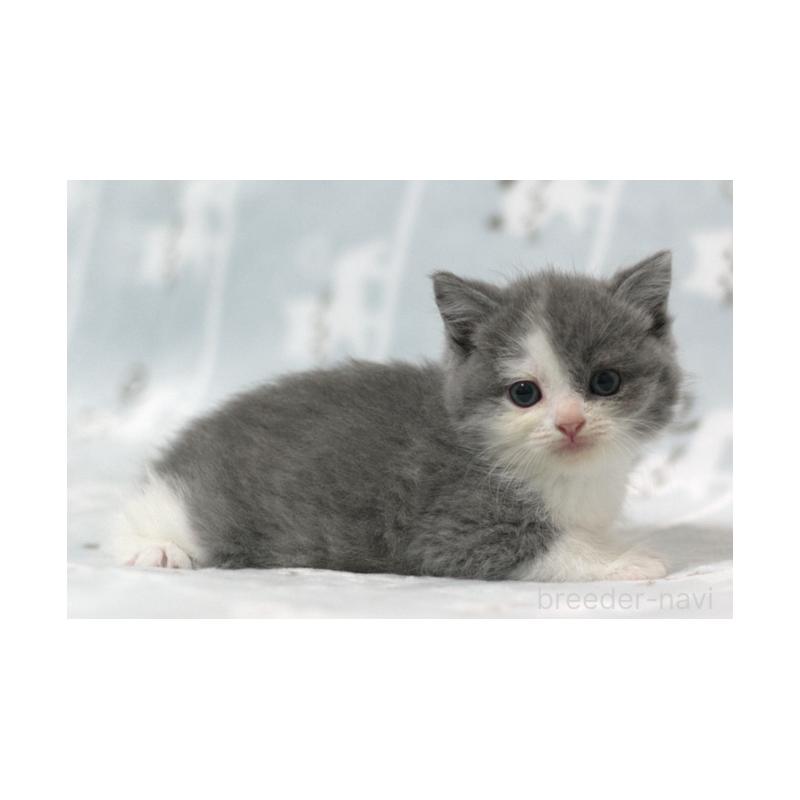 販売中の群馬県のミヌエット-131393の3枚目