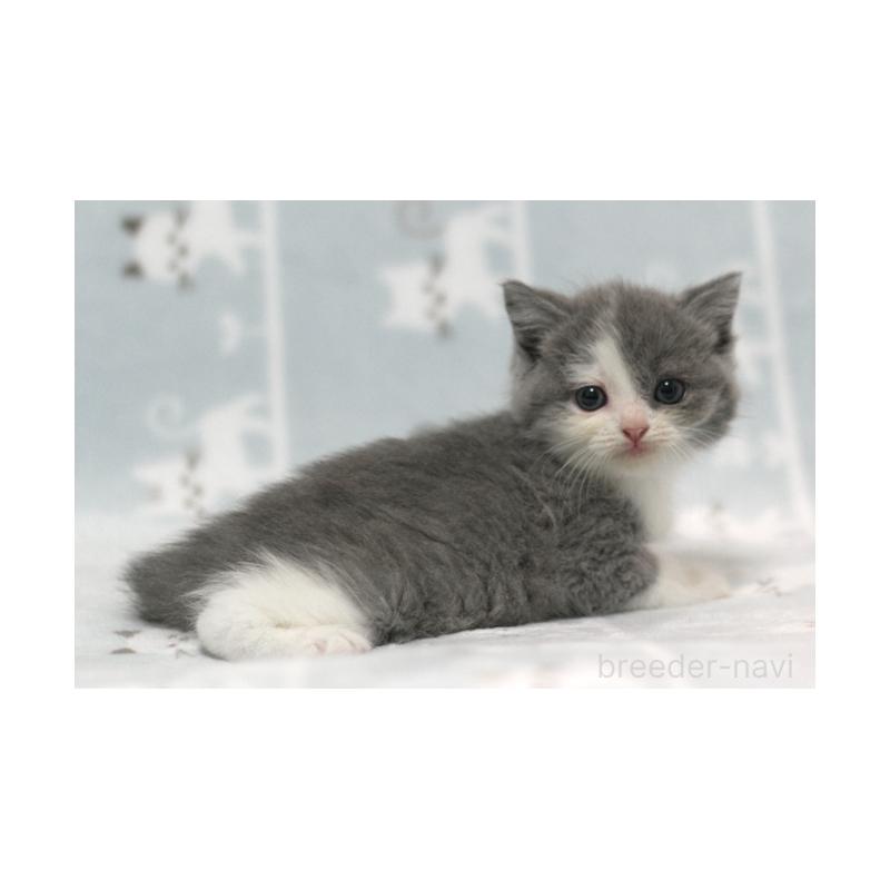 販売中の群馬県のミヌエット-131393の2枚目