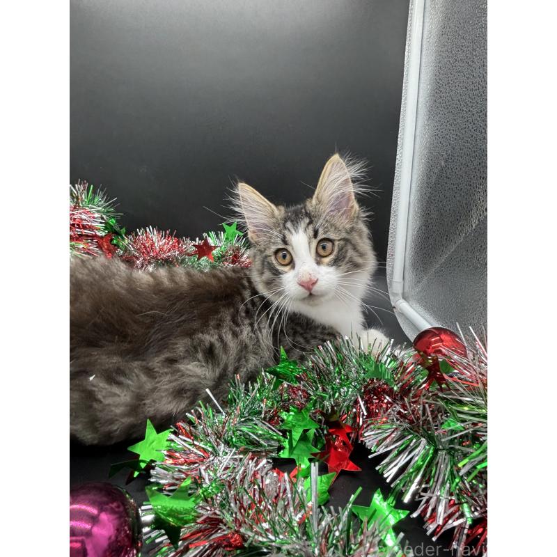 販売中の千葉県のノルウェージャンフォレストキャット-126369の3枚目