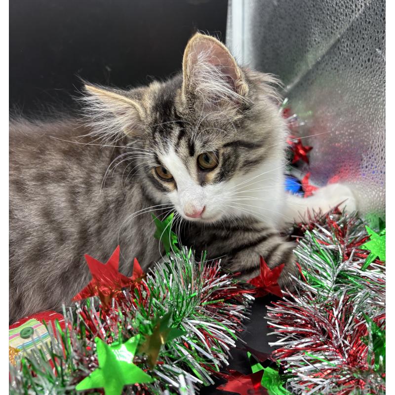 販売中の千葉県のノルウェージャンフォレストキャット-126369の2枚目