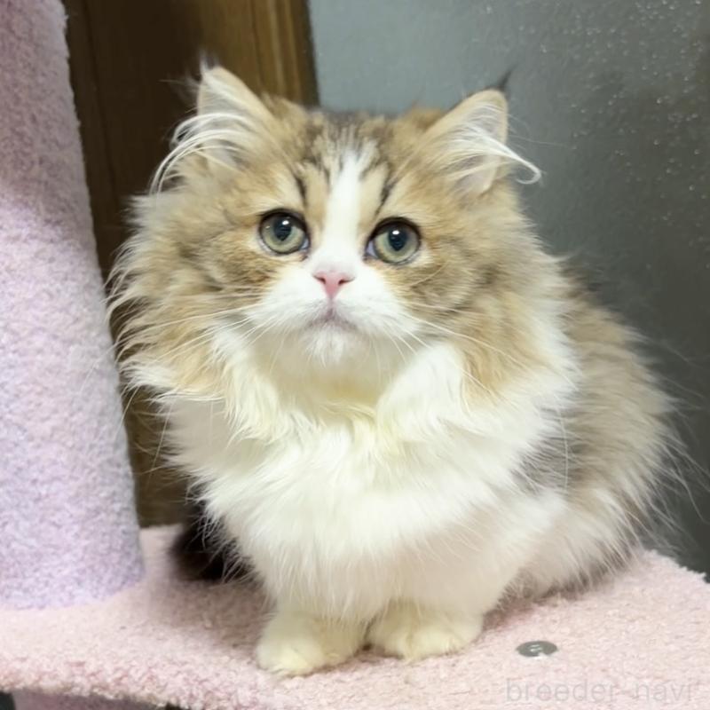 成約済の大阪府のミヌエット(短足)-131394の3枚目