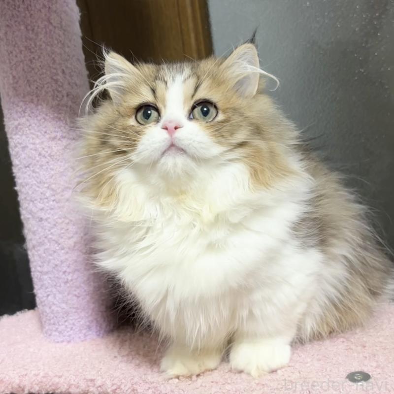 成約済の大阪府のミヌエット(短足)-131394の2枚目