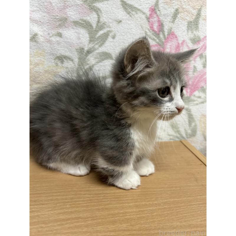 成約済の埼玉県のマンチカン(短足)-131001の3枚目