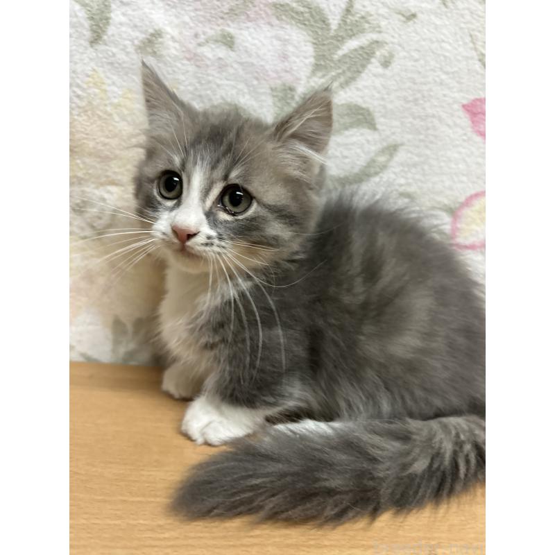 成約済の埼玉県のマンチカン(短足)-131001の2枚目