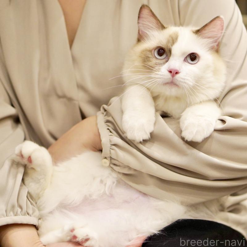 販売中の東京都のラグドール-114593