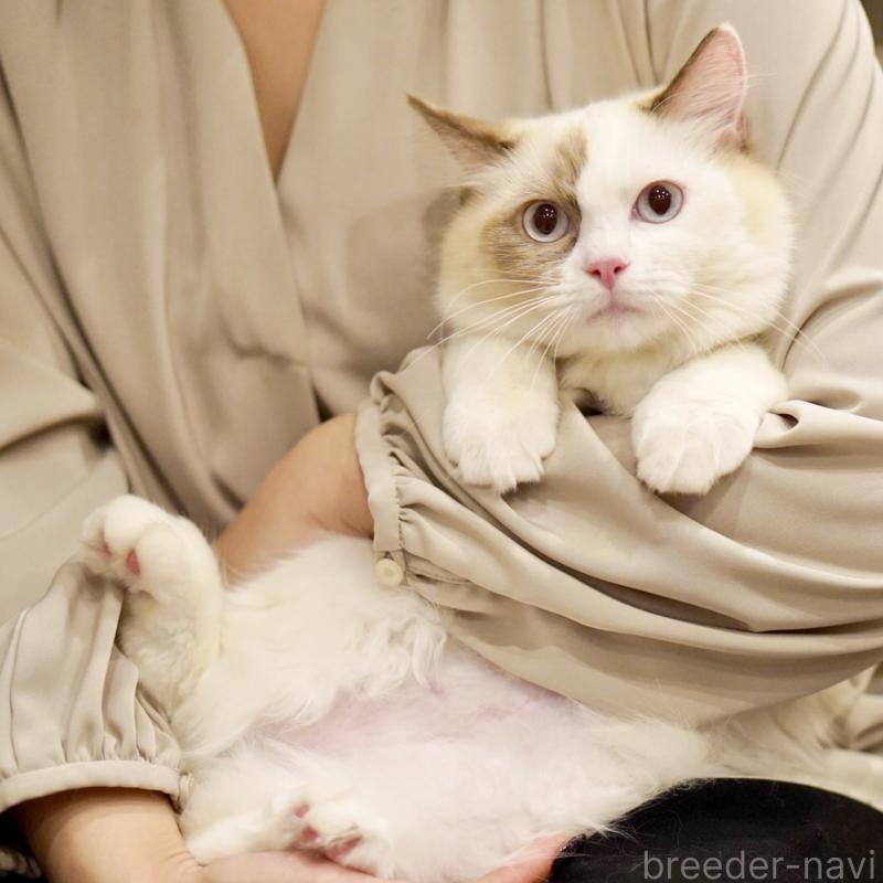 販売中の東京都のラグドール-114593の15枚目