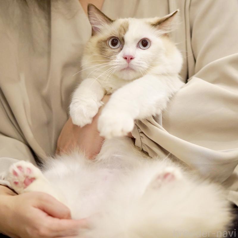 販売中の東京都のラグドール-114593の14枚目