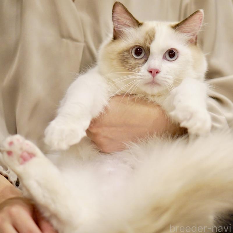 販売中の東京都のラグドール-114593の13枚目