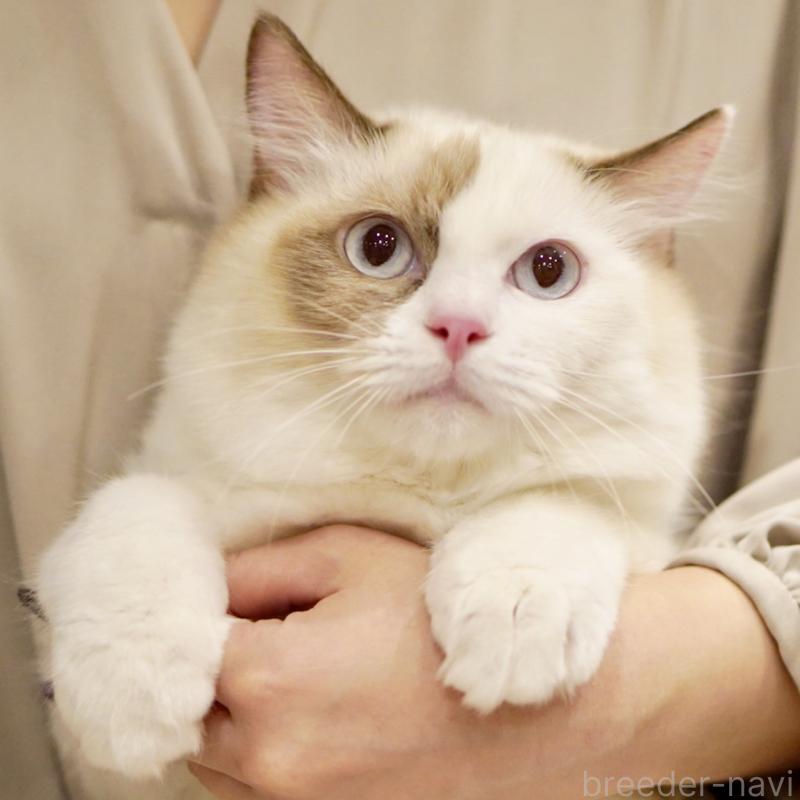 販売中の東京都のラグドール-114593の12枚目