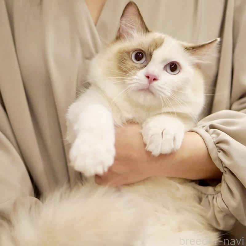 販売中の東京都のラグドール-114593の11枚目