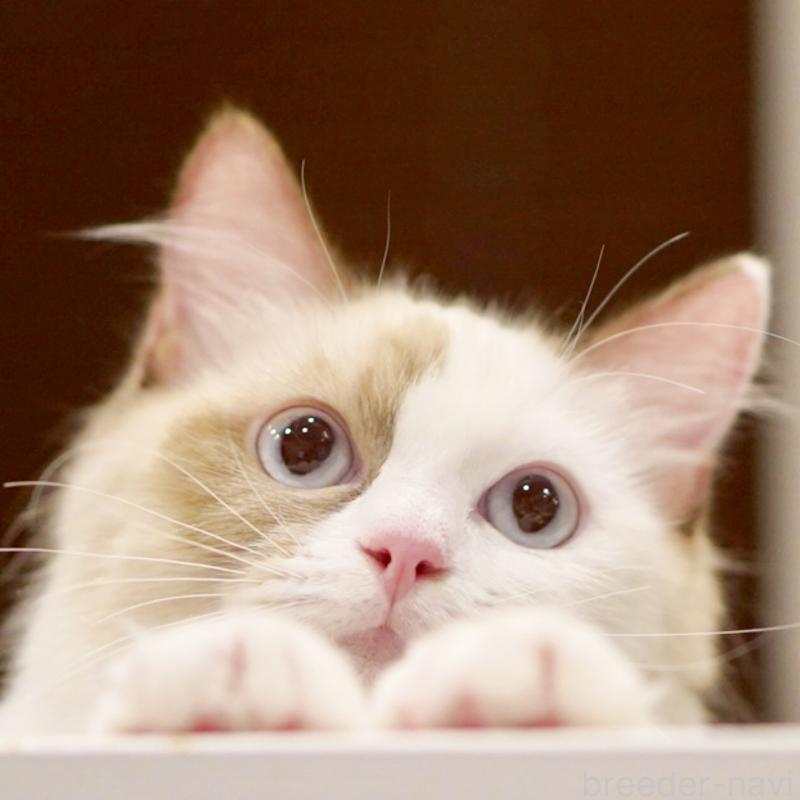 販売中の東京都のラグドール-114593の10枚目