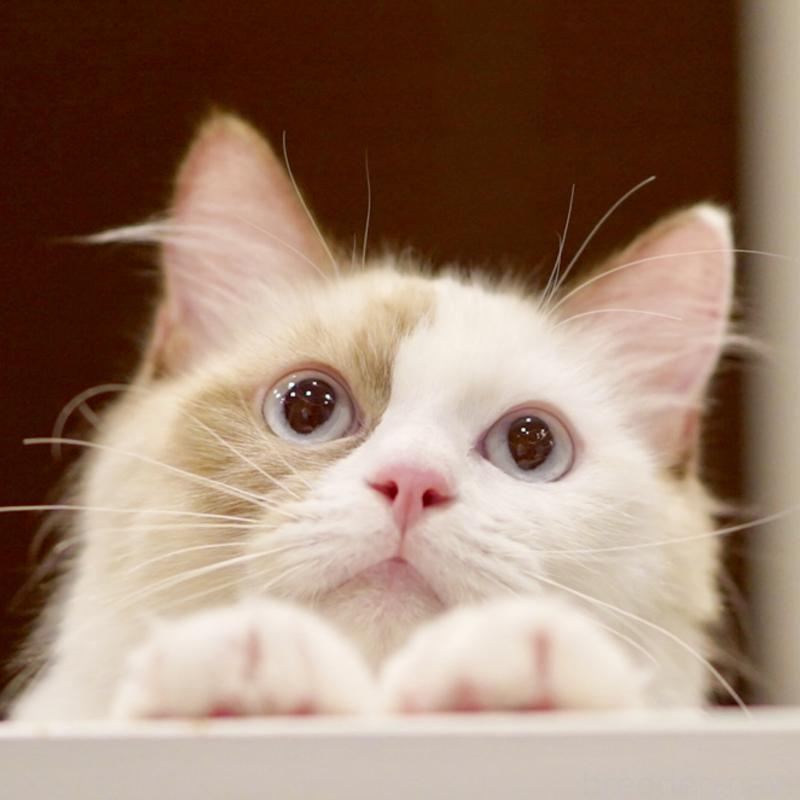 販売中の東京都のラグドール-114593の9枚目