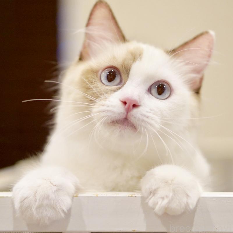 販売中の東京都のラグドール-114593の8枚目