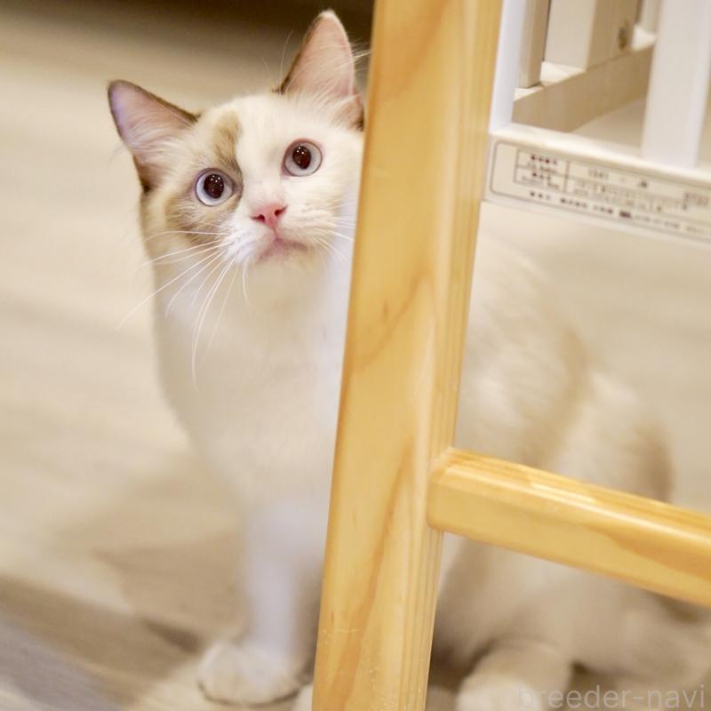 販売中の東京都のラグドール-114593の7枚目