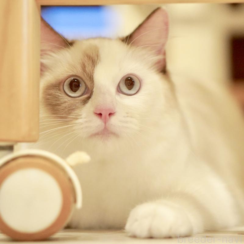 販売中の東京都のラグドール-114593の6枚目