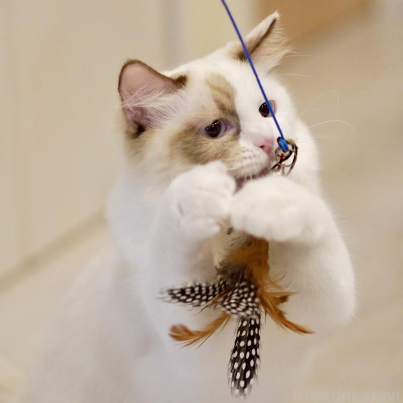 販売中の東京都のラグドール-114593の4枚目