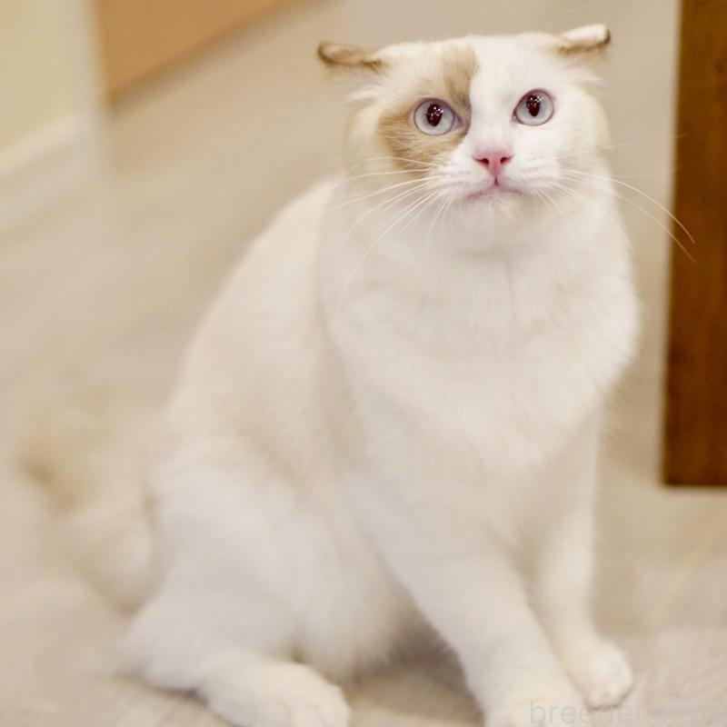 販売中の東京都のラグドール-114593の3枚目