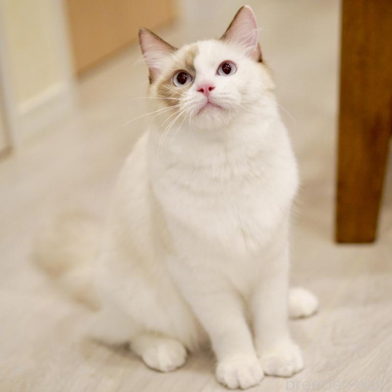 販売中の東京都のラグドール-114593の2枚目