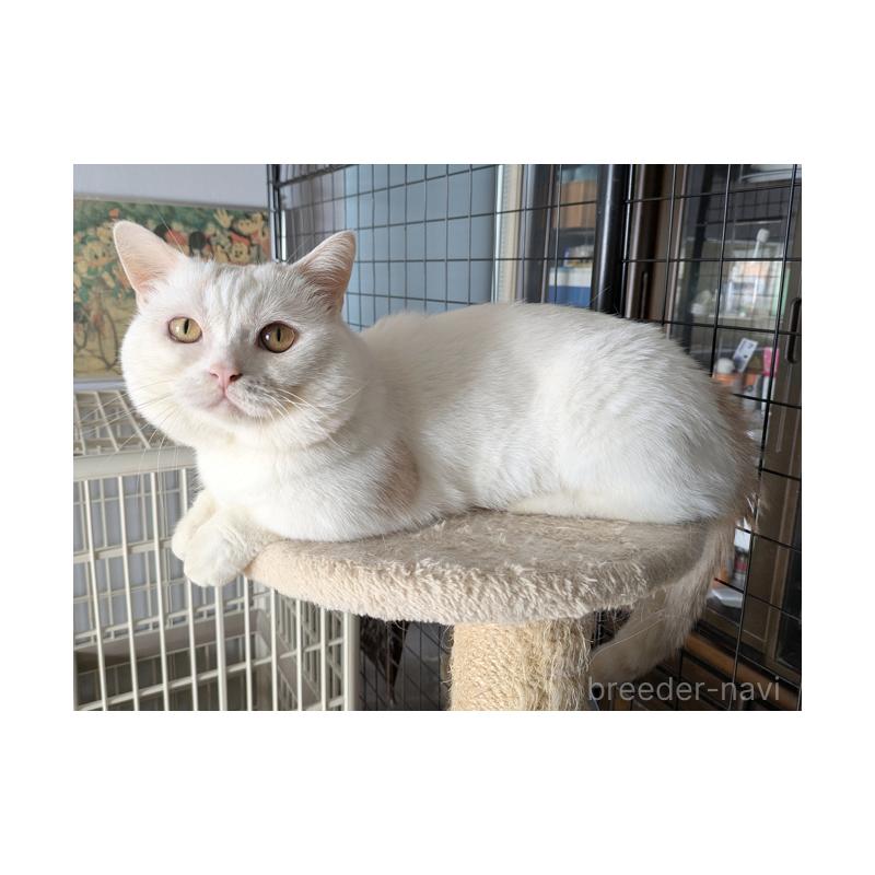 販売中の群馬県のマンチカン(短足)-131395の4枚目