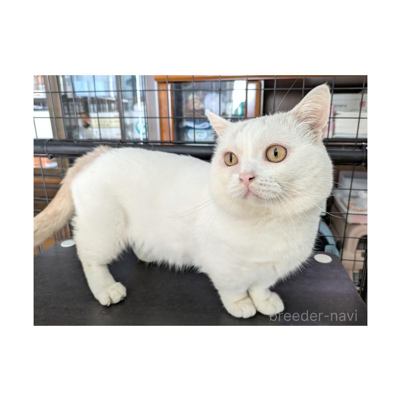 販売中の群馬県のマンチカン(短足)-131395の3枚目