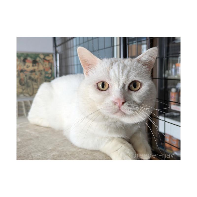 販売中の群馬県のマンチカン(短足)-131395の2枚目