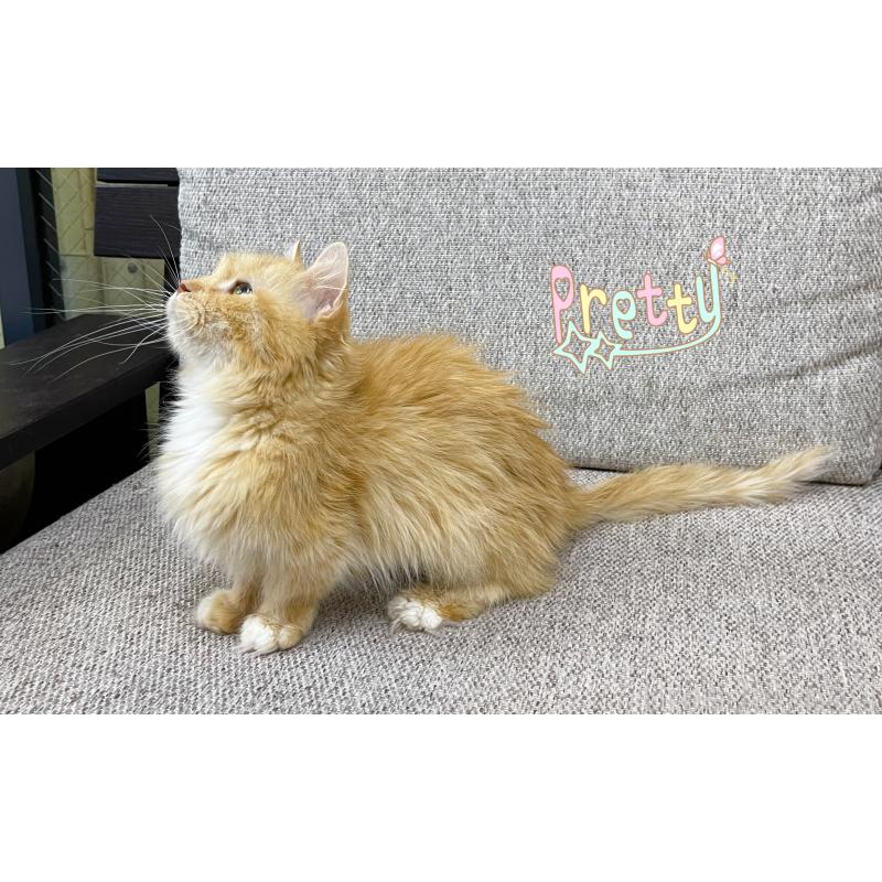 販売中の東京都のミヌエット(短足)-131396の3枚目