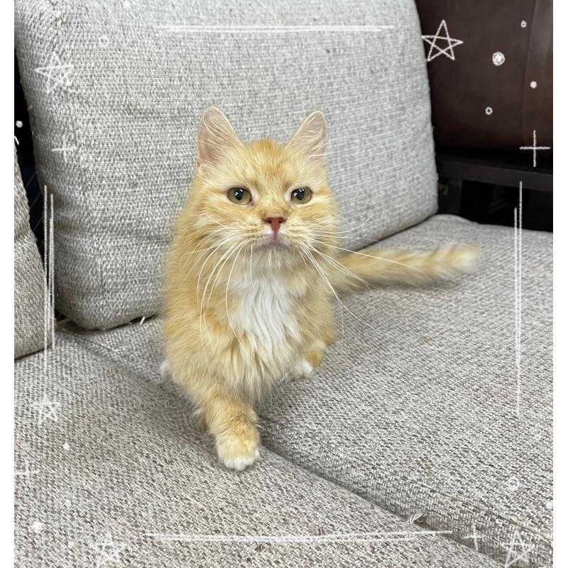 販売中の東京都のミヌエット(短足)-131396の2枚目