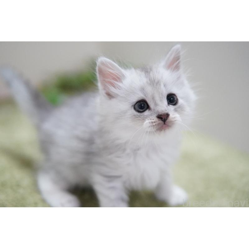 販売中の神奈川県のミヌエット-129804の3枚目