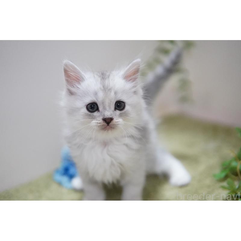 販売中の神奈川県のミヌエット-129804の2枚目