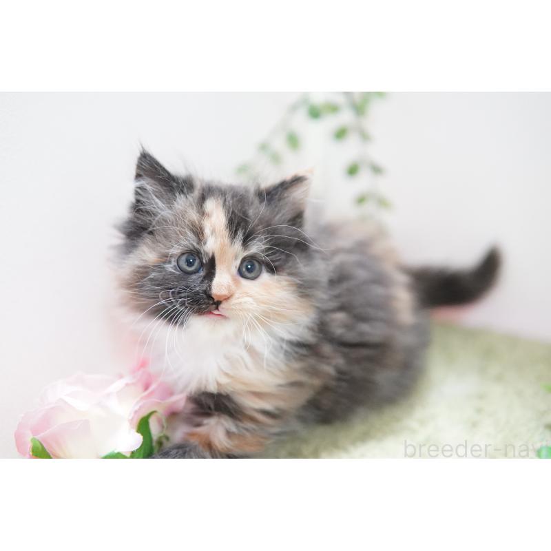 販売中の神奈川県のミヌエット-129803の5枚目