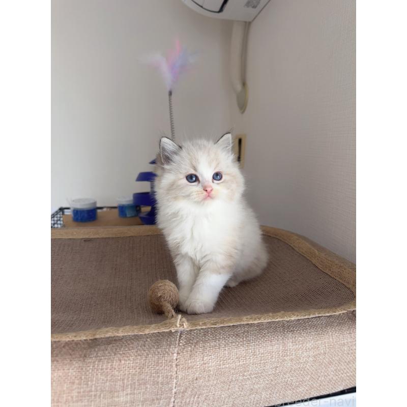 販売中の福岡県のラグドール-130332