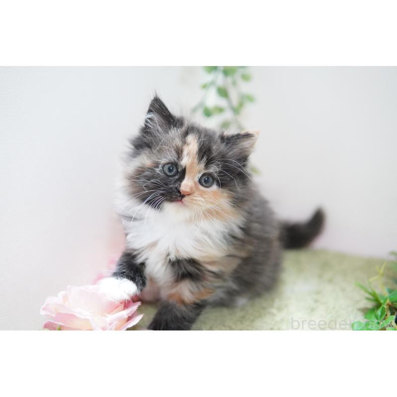 販売中の神奈川県のミヌエット-129803の4枚目