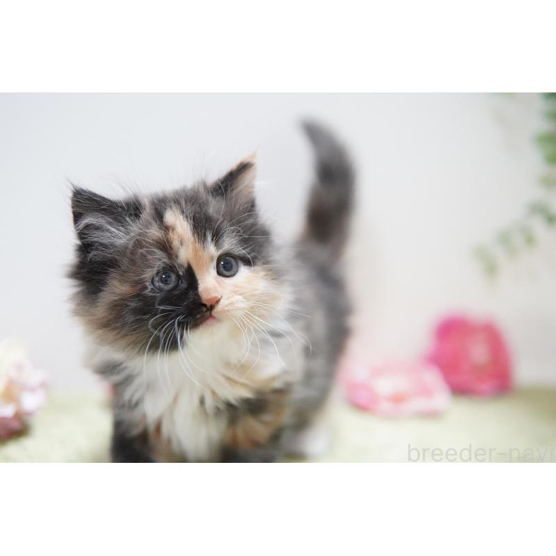 販売中の神奈川県のミヌエット-129803の2枚目