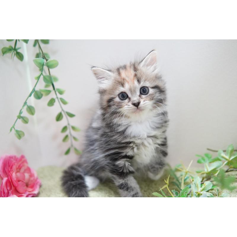 販売中の神奈川県のミヌエット-129802の5枚目