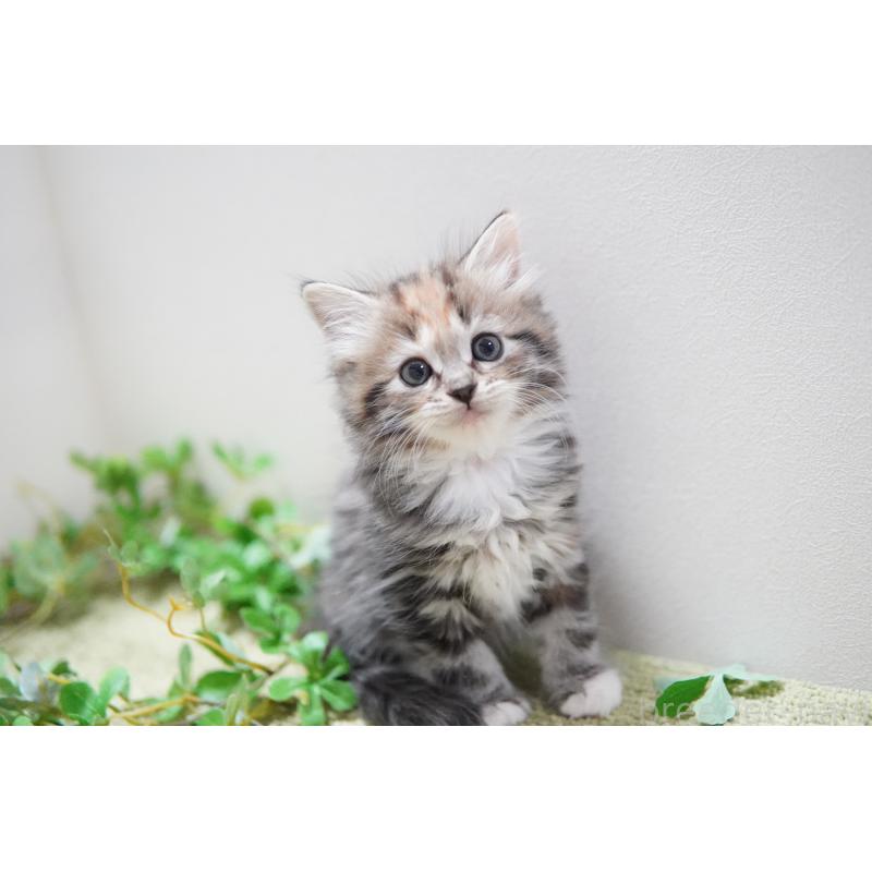 販売中の神奈川県のミヌエット-129802の4枚目