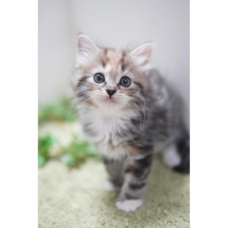 販売中の神奈川県のミヌエット-129802の3枚目