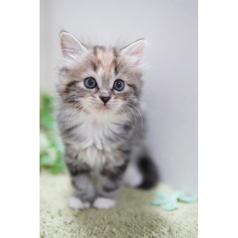 販売中の神奈川県のミヌエット-129802の2枚目