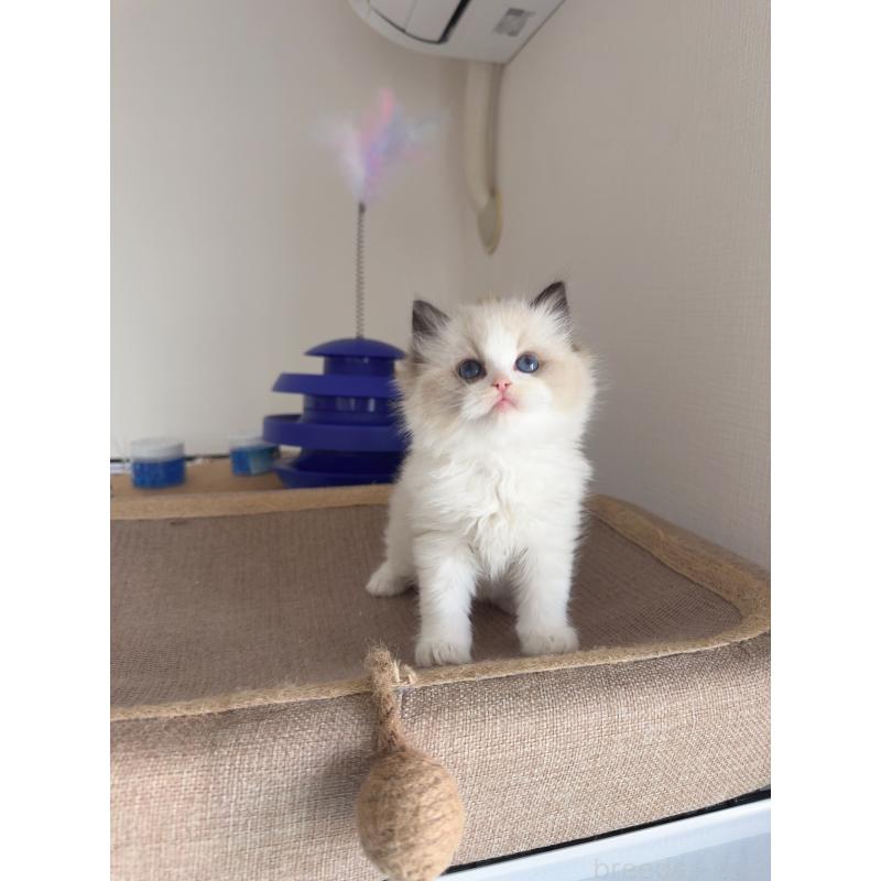 販売中の福岡県のラグドール-130334