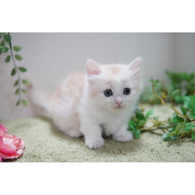 販売中の神奈川県のマンチカン(短足)-130329の6枚目