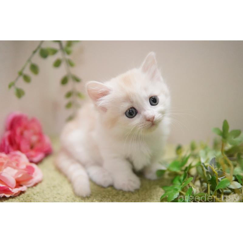 販売中の神奈川県のマンチカン(短足)-130329の5枚目