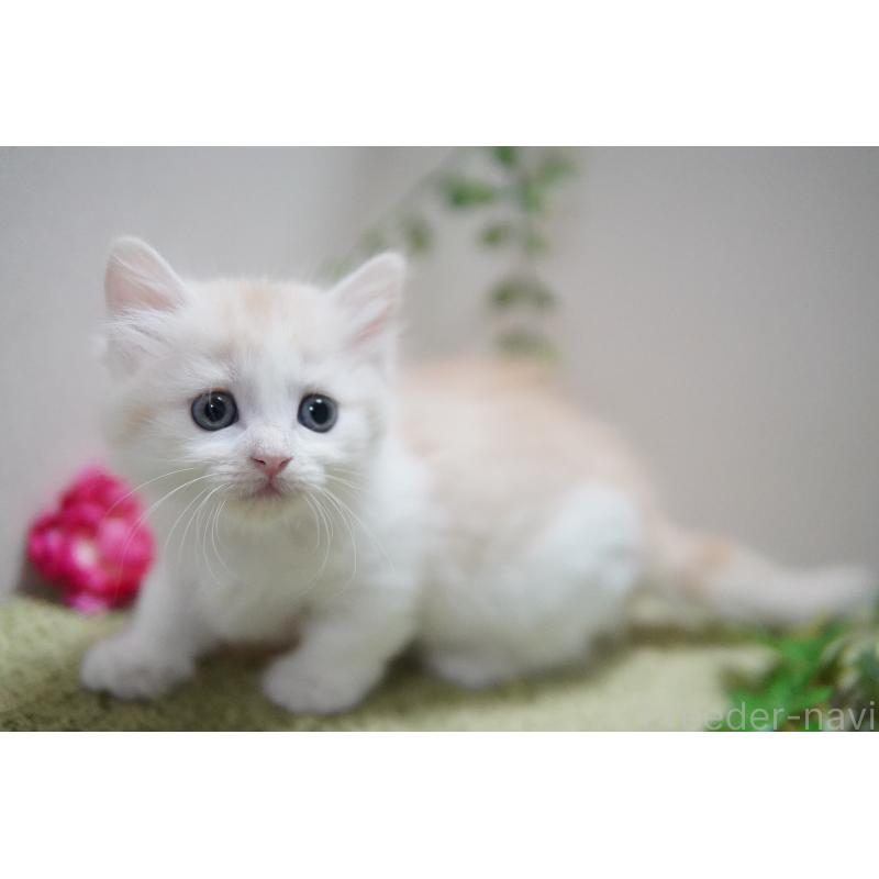 販売中の神奈川県のマンチカン(短足)-130329の4枚目