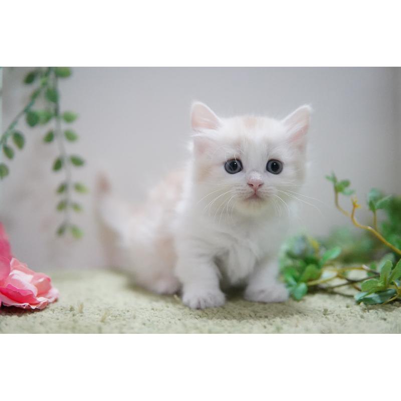 販売中の神奈川県のマンチカン(短足)-130329の2枚目