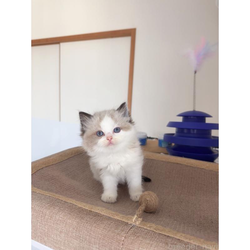 販売中の福岡県のラグドール-130333