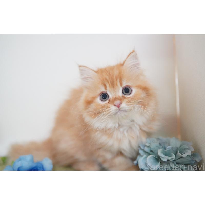 成約済の神奈川県のミヌエット-129801の5枚目