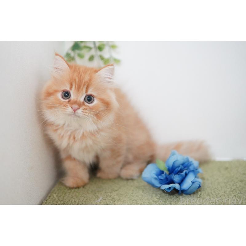 成約済の神奈川県のミヌエット-129801の3枚目